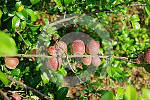 Fruits of Chaenomeles speciosa \