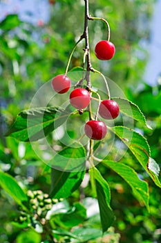 The fruits of the cherries on the branch. photo