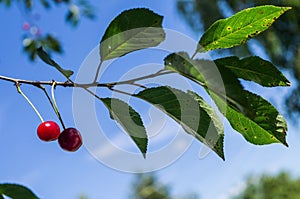 The fruits of the cherries on the branch. photo