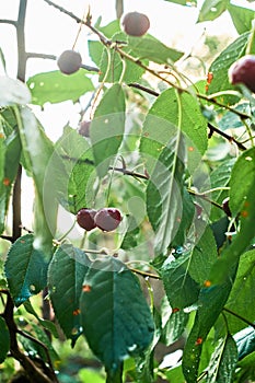 Fruits of a cherry with drops of water after the rain are lit by the sun. Natural macro background. close-up, focus control