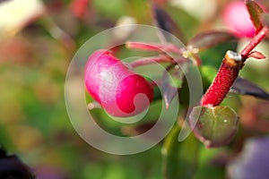 Fruits of Chilean Pernettya or Pernettya mucronata or Gaultheria mucronata or prickly heath