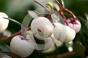 Fruits of Chilean Pernettya or Pernettya mucronata or Gaultheria mucronata or prickly heath