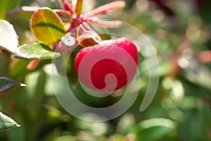 Fruits of Chilean Pernettya or Pernettya mucronata or Gaultheria mucronata or prickly heath