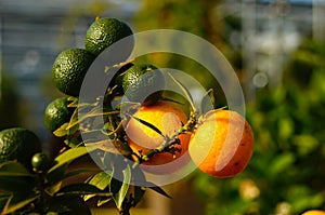 Fruits of the chinotto orange in various stages of ripeness. photo