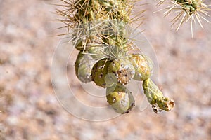 Fruits of a Cholla Cactus