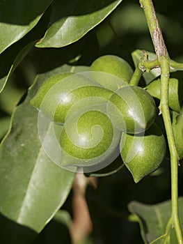 Fruits climbing lang-lang photo
