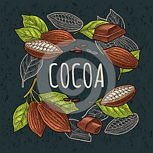 Fruits of cocoa, chocolate piece. Vector vintage black engraving