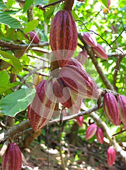 Fruits of cocoa tree, Cuba