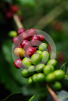 Fruits of the coffe tree. Coffee plantations in Quindio - Buenavista