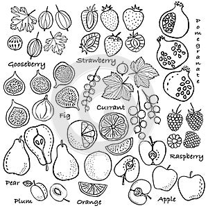 Fruits collection, hand drawn vector set
