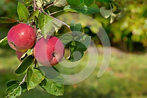 Fruits of a columnar apple tree. Red apples on a branch close-up.