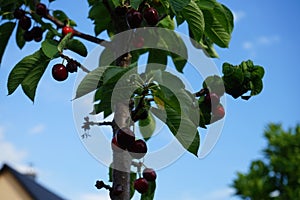 The fruits of the columnar cherry Prunus avium \'Sylvia\' ripen in June. Berlin, Germany