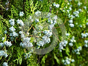 Fruits of a common juniper Juniperus communis surrounded by green leaves photo