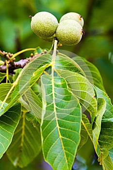 Fruits of a common walnut