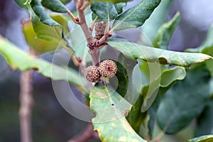 Fruits of a cork oak, Quercus suber