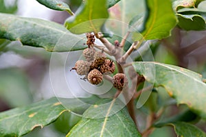 Fruits of a cork oak, Quercus suber