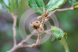 Fruits of a cork oak, Quercus suber