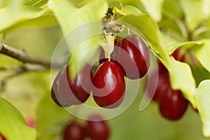 Fruits of Cornelian cherry Cornus mas