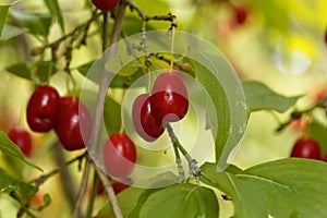 Fruits of Cornelian cherry Cornus mas