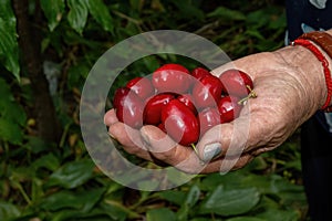 Fruits of a Cornelian cherry Cornus mas