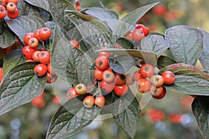 The fruits of the cotoneaster are brush-colored