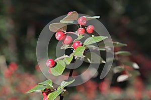 The fruits of the cotoneaster are brush-colored