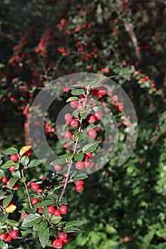 The fruits of the cotoneaster are brush-colored