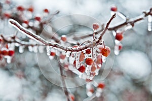 Fruits coverd in freezing rain