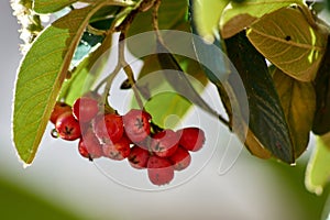 Red berry of the Crataegus crus-galli bush photo