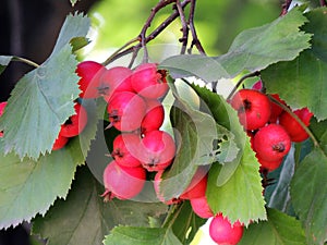 Fruits of Crataegus oxyacantha