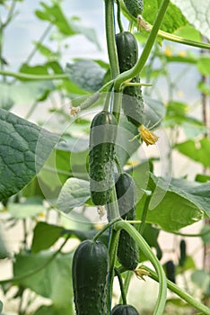 The fruits of cucumber on the plant in the greenhouse