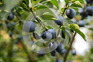 Fruits of damson plum