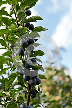 Fruits of damson plum