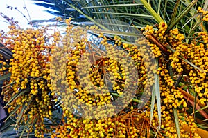 Fruits of a date palm tree