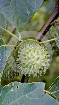 Fruits of Datura innoxia known as pricklyburr, recurved thorn apple etc