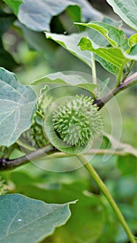 Fruits of Datura innoxia known as pricklyburr, recurved thorn apple etc