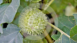 Fruits of Datura innoxia known as pricklyburr, recurved thorn apple etc