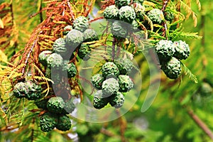 Fruits of the Deciduous CypressSwamp Cypress,Southern Cypress,Bald Cypress trees