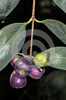 Fruits of Desert Quandong