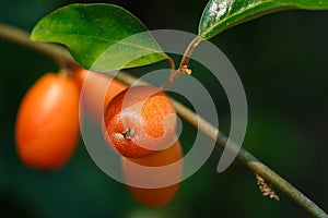 Fruits `Elaeagnus pungens` close-up,Fruit in a beautiful orange-sour forest in Thailand,Elaeagnus latifolia iolated.