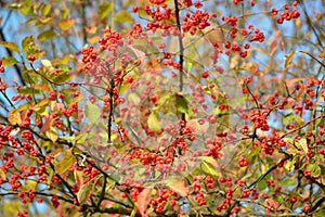 Fruits of European spindle tree Euonymus europaeus L. against the blue sky