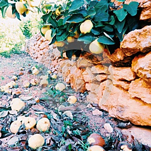 Fruits fallen to the ground