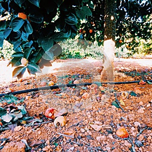 Fruits fallen to the ground