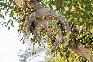 The fruits of Ficus Racemos.The common name Fig fruit,cluster fig tree, Indian fig tree or gular fig.