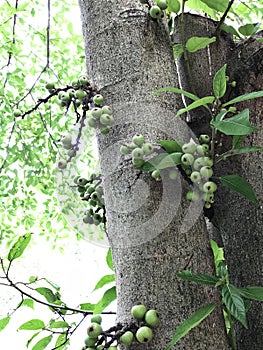 Fruits of Ficus racemosa or Cluster fig tree or Indian fig tree.