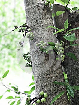 Fruits of Ficus racemosa or Cluster fig tree or Indian fig tree.