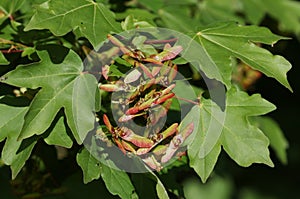 The fruits of a Field Maple Tree, Acer campestre, growing in woodland in spring in the UK.