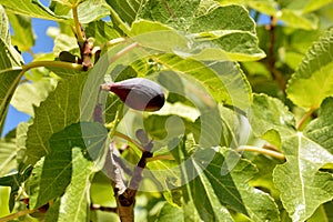 Fruits of the fig tree, ficus carica photo