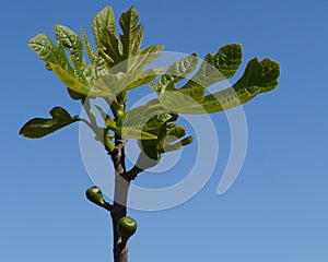 Fruits in a fig tree during springtime