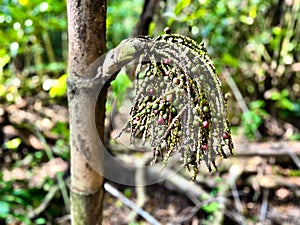 Fruits of fish-tail palm